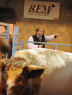 Head Auctioneer At Livestock Market Bids For National Title